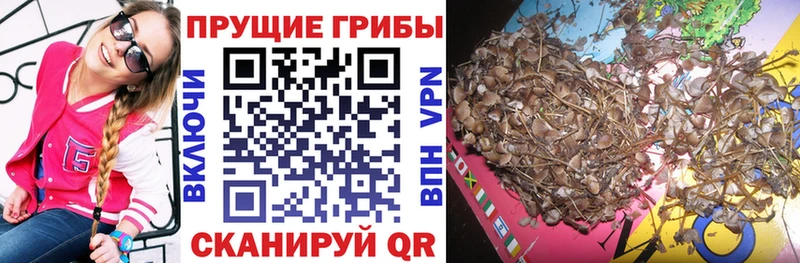 MEGA tor  Яблоновский  Псилоцибиновые грибы Psilocybine cubensis 